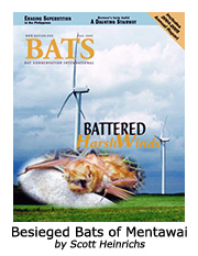 Besieged Bats of Mentawai