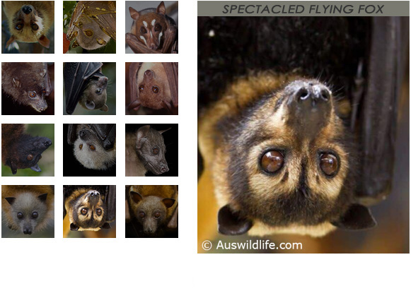 gallery Spectacled Flying Fox