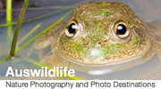 auswildlife