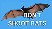 don't shoot bats