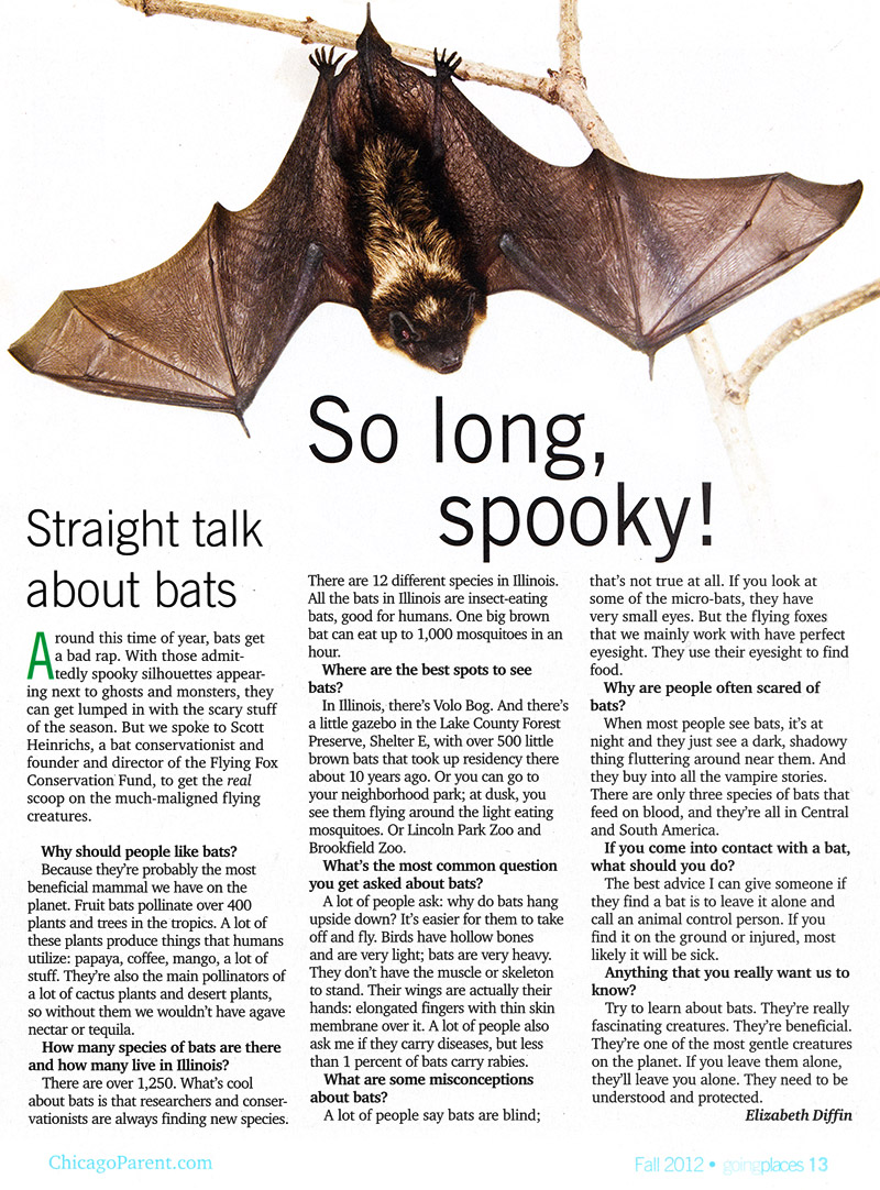 write a feature article about bats for a newspaper
